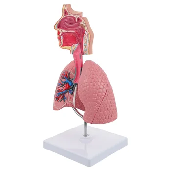 Система обучения модели анатомии легких и органов дыхания, школьная модель дисплея человека, легкие, Анатомическое сердце, обучающая игрушка для носа