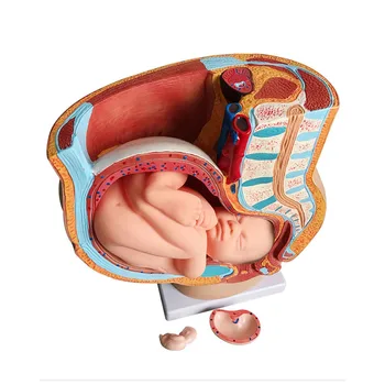 Обучающая модель Беременность человека Развитие плода на 9 месяце Эмбриональная модель таза Анатомия беременности плода Плацента ПВХ